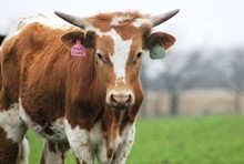 2017 Top Shelf Smoken Steer