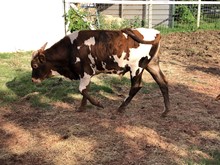 Sparkles Bull Calf