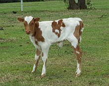 Sparkles Bull Calf