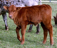 EOT Speck's Superfly Heifer