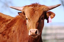 2016 TBill's Stella Bull