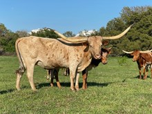 Texana Stickup