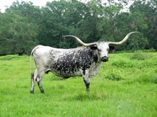 STOCKANNA
