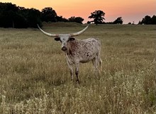 CVL Super Looker will bull calf
