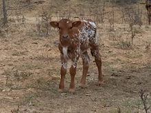 Reflex 16 bull