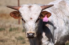 2016 Little Suzie Bull