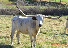 WSR SWEETGRASS
