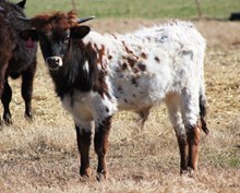 2016  Sweet Hammer Bull
