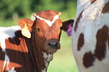 2018 Sweet Shots Heifer