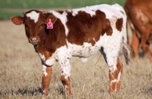 2018 Texana Tallteller Heifer
