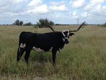 Texana Everywhere