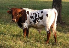 TEXAS CHEX