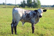 MOO MAN