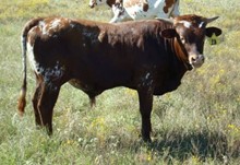 TJ LONE STAR