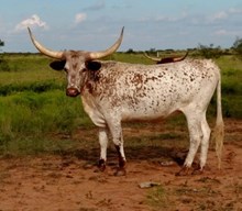 raf totem's heifer