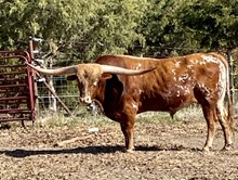 LK Cowboy Valentine
