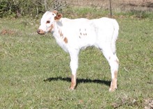Vision be damned heifer calf