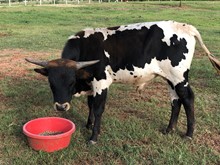 White Lightning bull calf