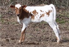 SHR Wow's Heifer