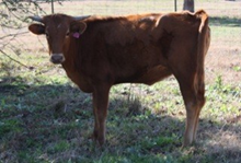 SHR Wow's Piper Rose