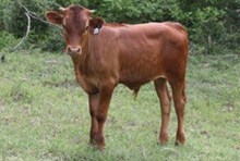 SHR Wow's Rhett Butler