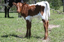 SHR Wow's Stetson